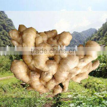 2014 new Air dry Fresh Ginger