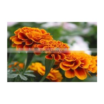 Tagetes Erecta Extract Powder