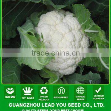 CF38 Mingzhu 100 days f1 hybrid later maturity white cauliflower seeds of vegetable seeds