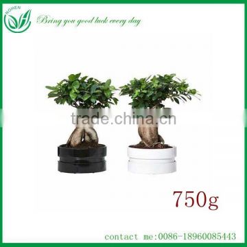 Ficus Ginseng Live Natural Plants