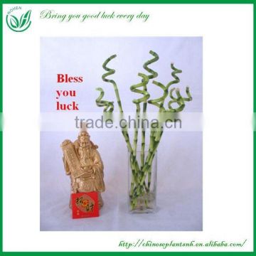 Spiral Curl Lucky Bamboo