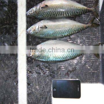 Frozen Cooked Seafood and Good Sea Food