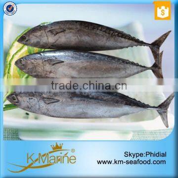 Export Best Price Whole Round Frozen Bonito Fish photo-3