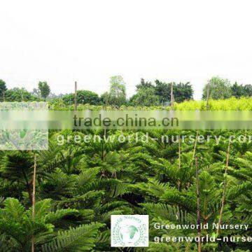 Araucaria cunninghamia nursery