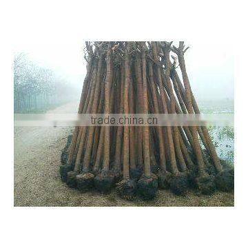 Bauhinia Blakeana Hong Kong Orchid Tree photo-2