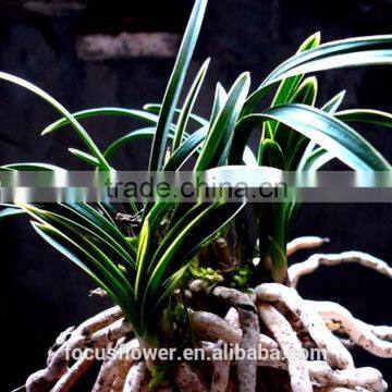 Wholesale Fresh Cymbidium Goeringii Leaves For Side Lobe