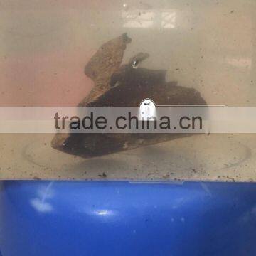 New Sinking Agarwood Chips - Vietnam Precious Oud Wood From Wild photo-2