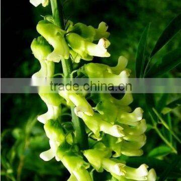 Shrubby Sophora P.E./Shrubby Sophora extract/Sophora Flavescens Ait.