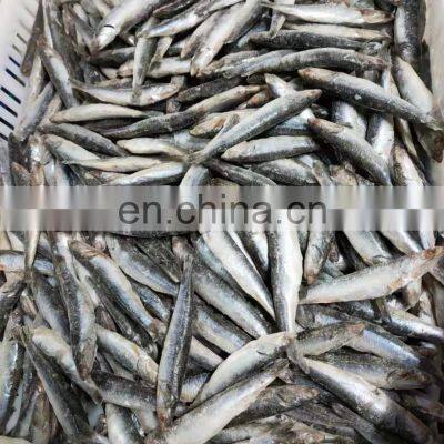 Good Quality IQF Sardine Fish Export for Fishing Bait photo-4