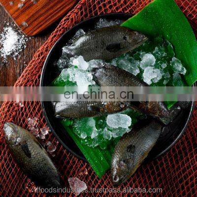 Frozen Common Climbing Perch-Koi (Anabas Testudineus)