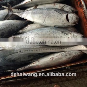 Frozen Bonito Auxis tapeionsoma for sale with size 1000g up