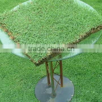 2016 New Crop Grass Seeds For Growing Bermuda Grass Seeds