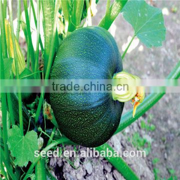 Jade Pearl Chinese Round Shape Dark Green Squash Seeds