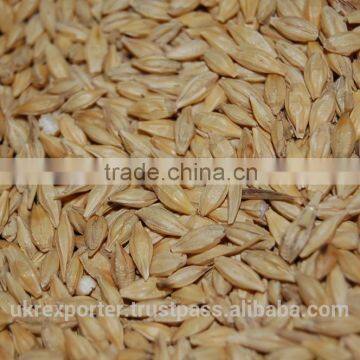 Best BARLEY From Direct UKRAINE PRODUCER photo-4