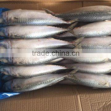 indo-pacific mackerel for tuna feeding, pacific chub mackerel, scomber japonicus