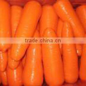 Fresh Frozen Carrot Dehydrated Carrot