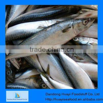 High quality frozen whole mackerel on sale