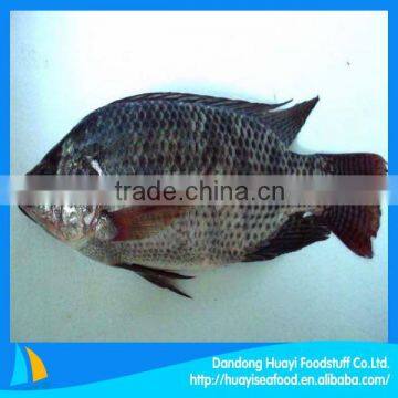 frozen tilapia for sale