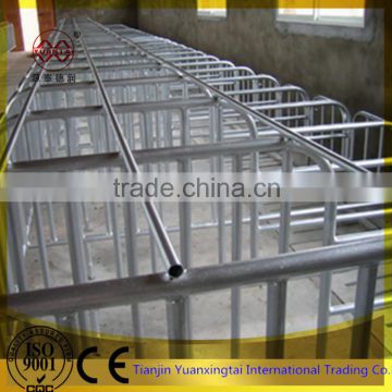 galvanised pipe for sow farrowing cage pig crate/gestation stalls