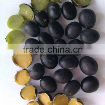 Organic Black Soybean( yellow and green inside, New crop, Heilongjiang origin)