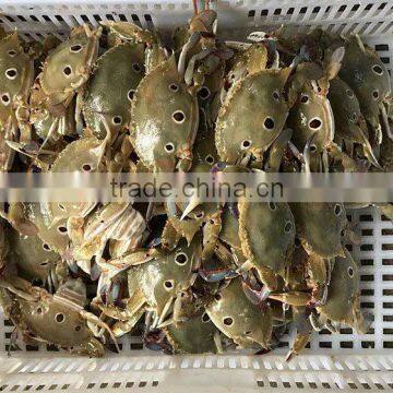 whole round good packing frozen crab for sale