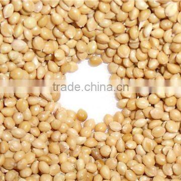 Yellow White Broom Corn Millet