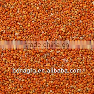 sell-good!!!2013 new crop freshi red millet in husk