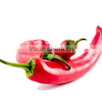 Vietnam Fresh Chili With Best Price