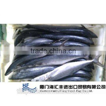 Spanish Mackerel Supplier