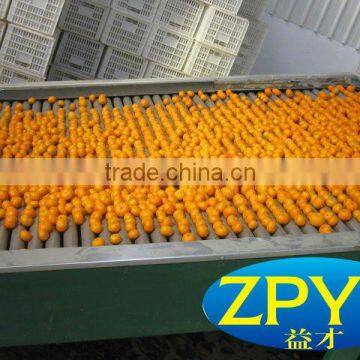 fresh Baby Nanfeng mandarin