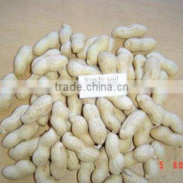 chinese Peanut