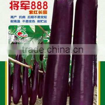 Super High Yield Hybrid Purple Long Eggplant Seeds For Sale-General888