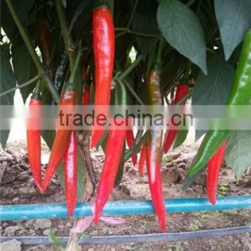 Hybrid green red chilli pepper seeds for sale-Diao Chan