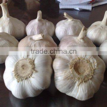 WHITE GARLIC FROM VIETNAM (SKYPE: VISIMEX10) photo-2