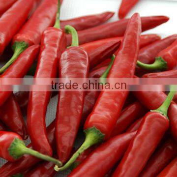 2016 new crop Factory Exporter Fresh Red Chilli with Haccp, Halal Certificates