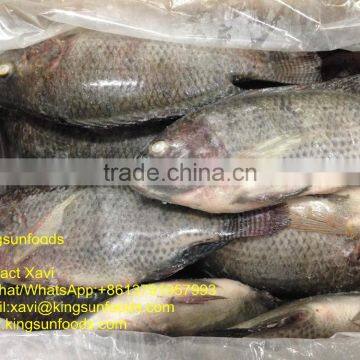 Whole Sale Frozen Food WR Tilapia Fish