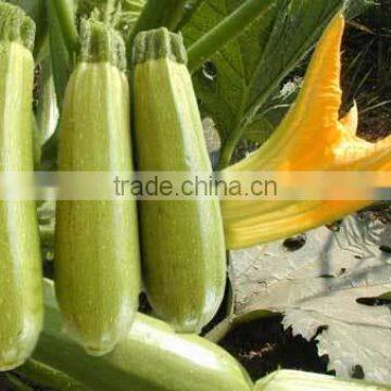 Vegetable Seeds photo-5