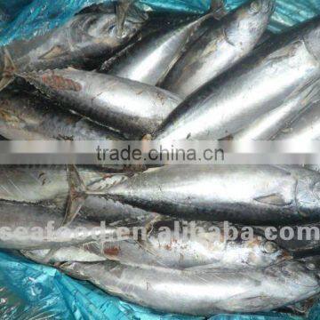 Frozen Horse Mackerel Fish (trachurus japonicus)