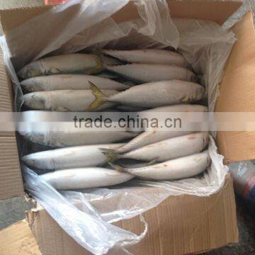 Frozen Pacific Mackerel photo-5