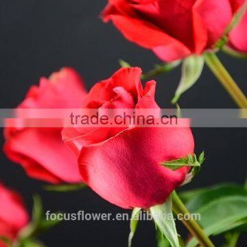 Cheap Wholesale Flowers Roses For Christmas Decoration From Kunming Supplier