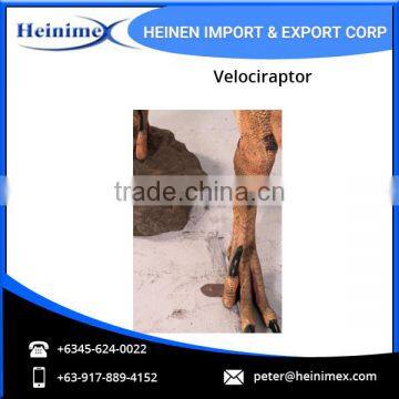 Realistic Dinosaur Velociraptor for Sale photo-5
