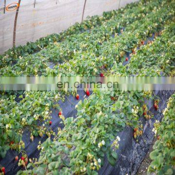 Free Sample Custom Perforated Mulching for Strawberry Planting Agriculture Black Biodegradable Plastic Mulch Film Punch Hole