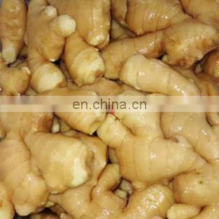 Siinocharm 2022 New Crop Hot Sale High Quality Fresh Whole Ginger photo-2