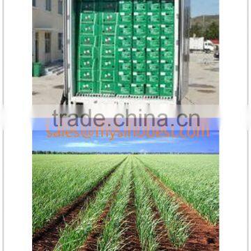 Chinese manufacutrer supplyier fresh garlic