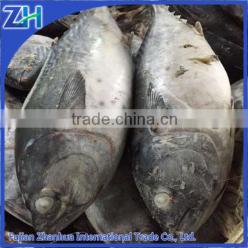 Frozen Big Size Bonito Tuna for Market