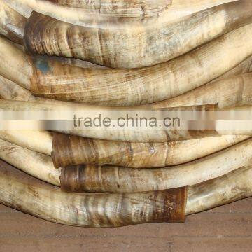Raw Cow Horns in Nigeria