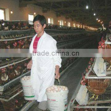 (Germany TUV Rheinland)for 90-120chicken birds hot dipped poultry battery cages(factory)