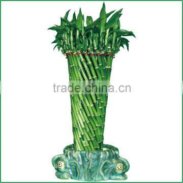 fengshui wheel lucky bamboo air bonsai tree dracaena sanderiana indoor ornamental aquatic water plants nursery garden decoration