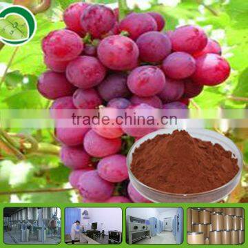 Pure grape seed extract powder Polyphenols 95%
