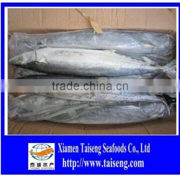 2015 IWP Frozen Whole Round Spanish Mackerel